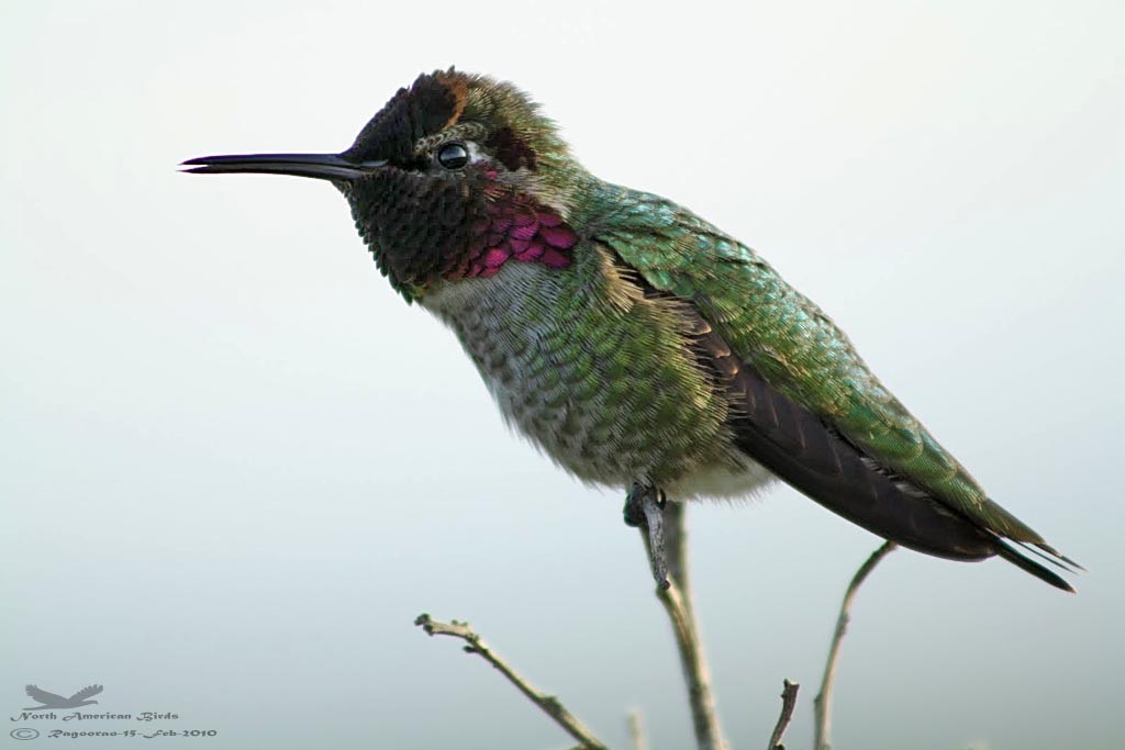 Anna's Hummingbird - Ragoo  Rao