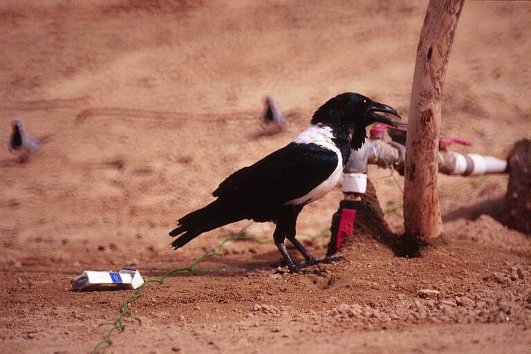 Pied Crow - Jugal Tiwari