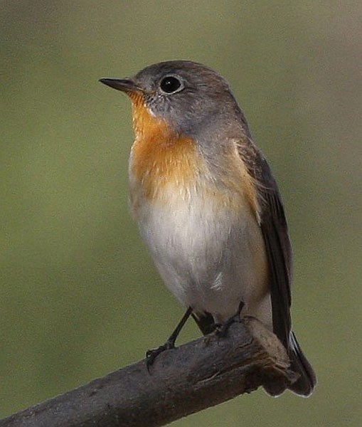 Red-breasted Flycatcher - Jugal Tiwari