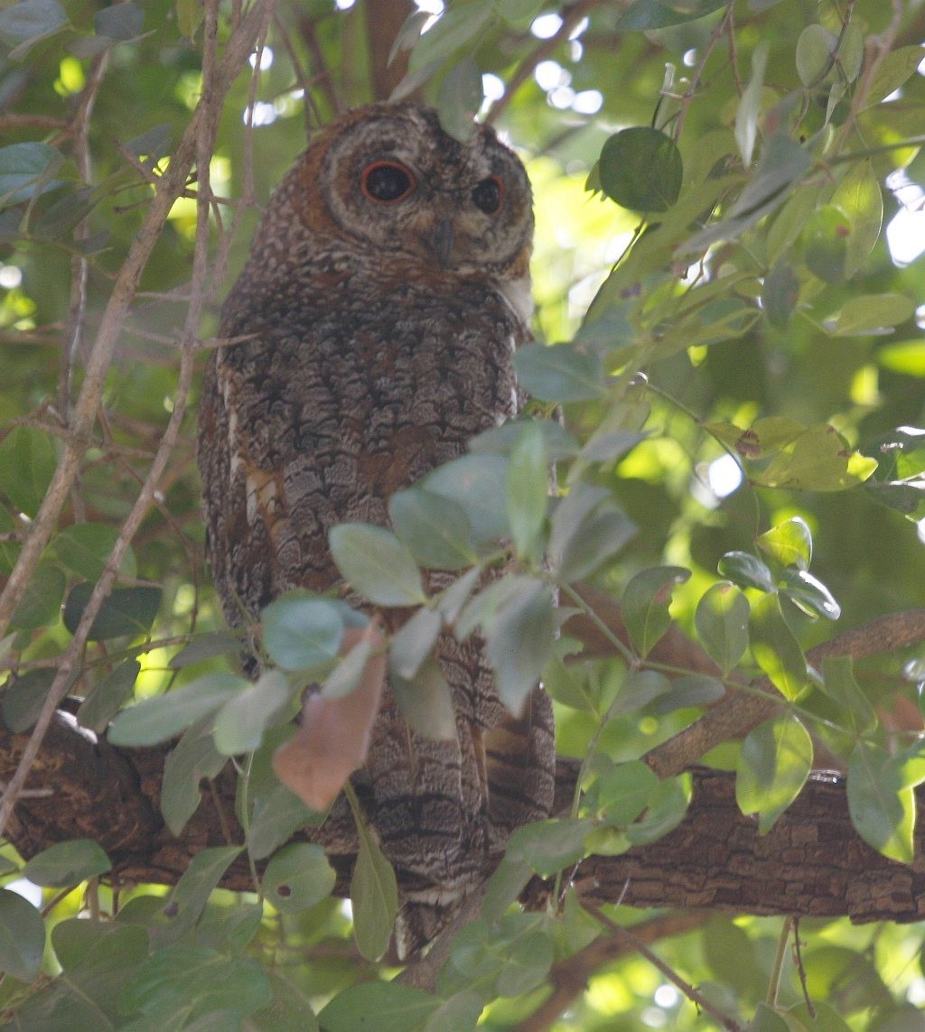 Mottled Wood-Owl - Jugal Tiwari