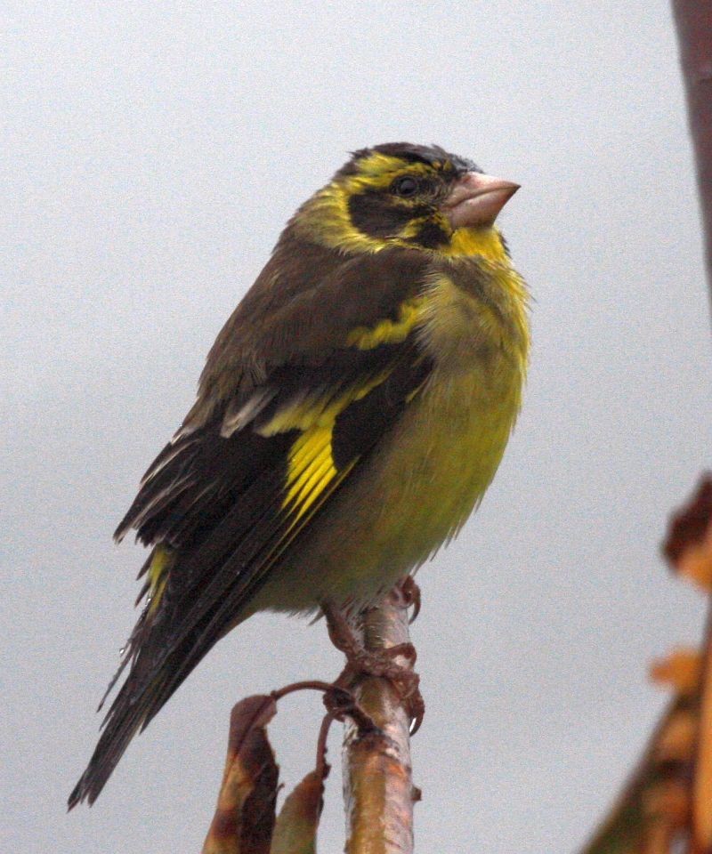 Yellow-breasted Greenfinch - ML205560931