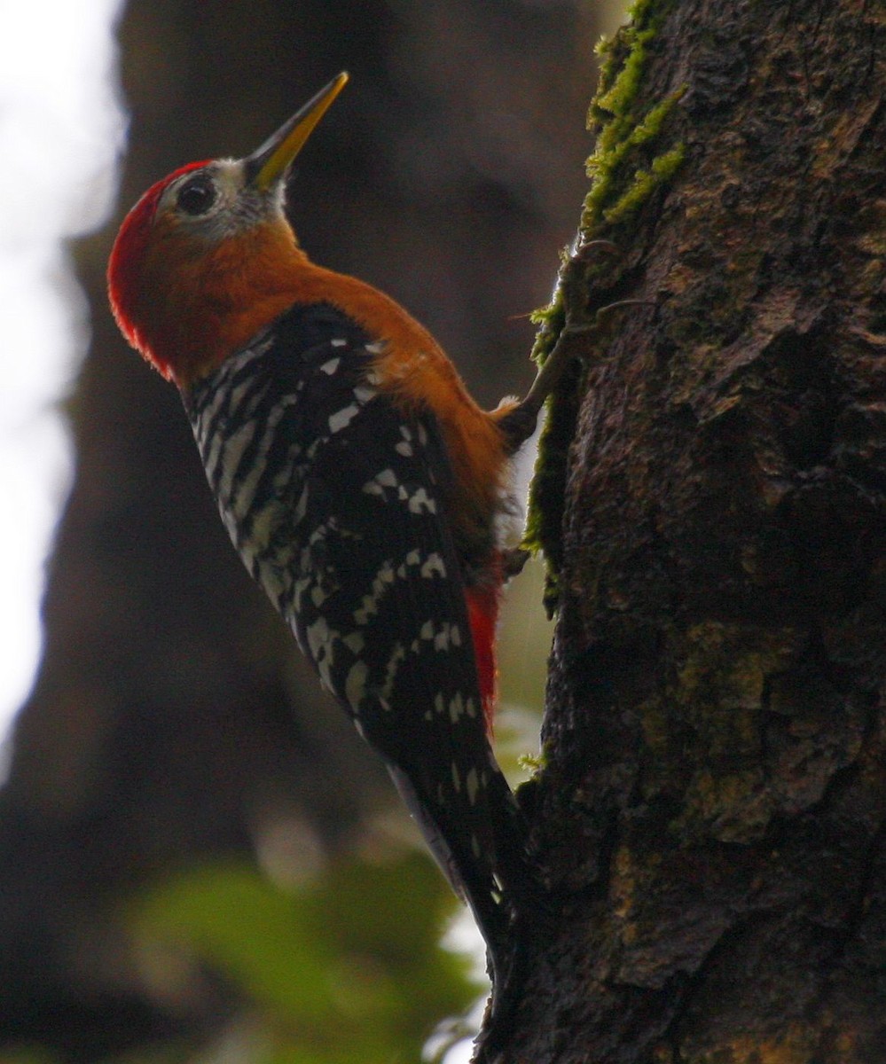 Rufous-bellied Woodpecker - ML205560951