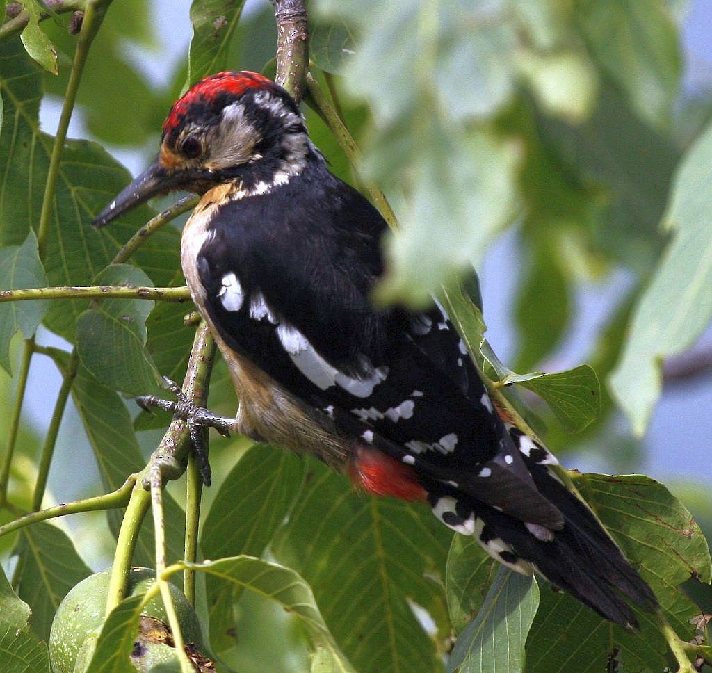 Himalayan Woodpecker - Jugal Tiwari