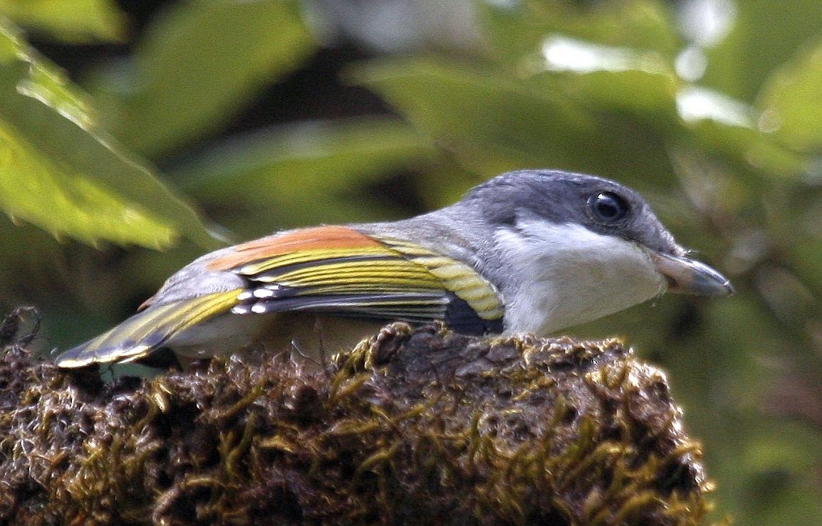 White-browed Shrike-Babbler (Himalayan) - ML205560981