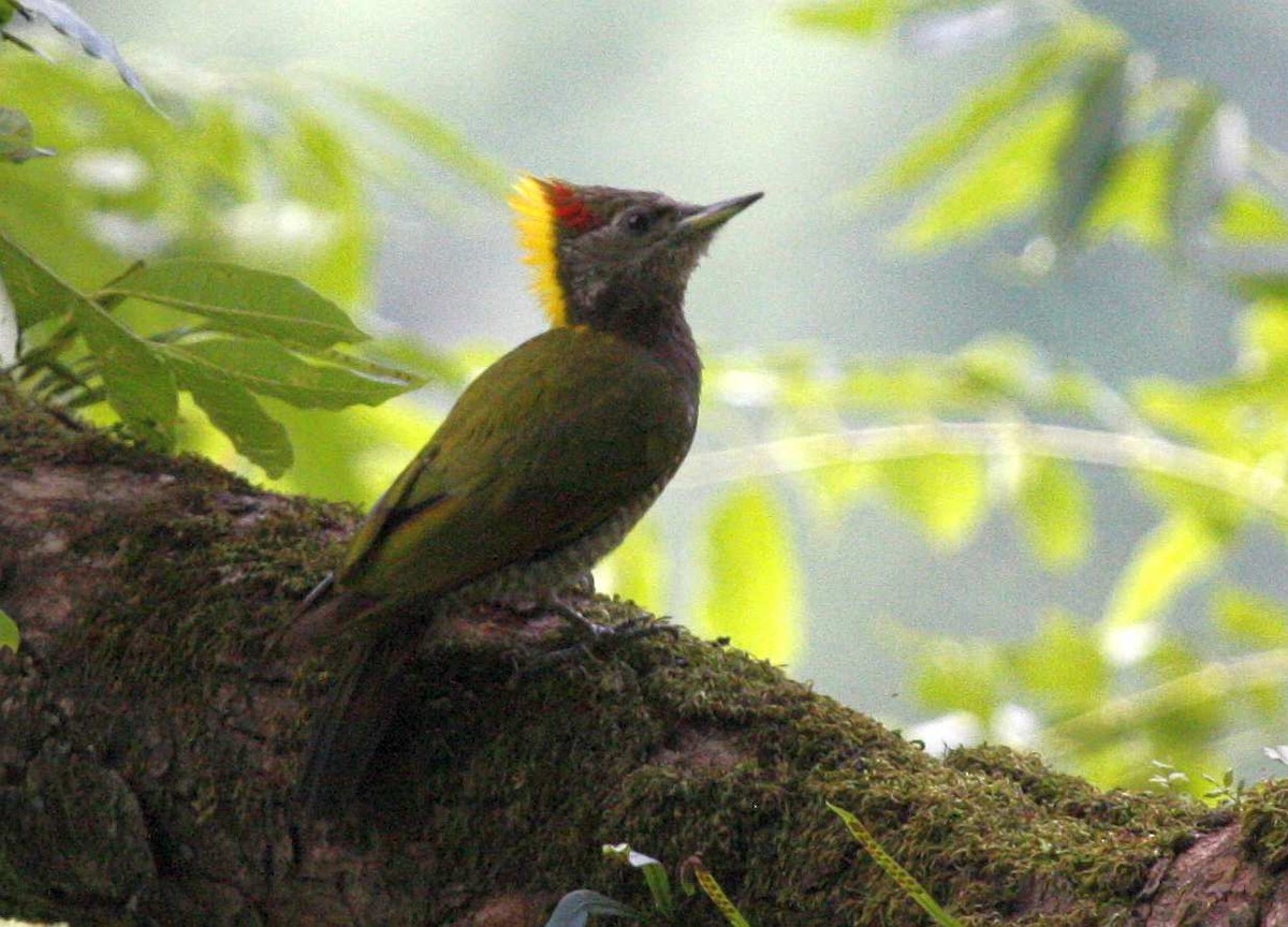 Lesser Yellownape - Jugal Tiwari