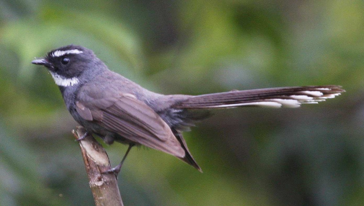 White-throated Fantail - ML205561261