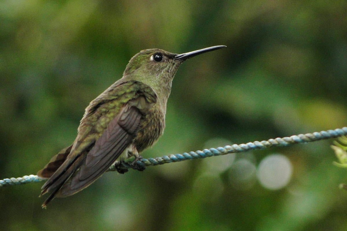 Sombre Hummingbird - Carlos Otávio Gussoni