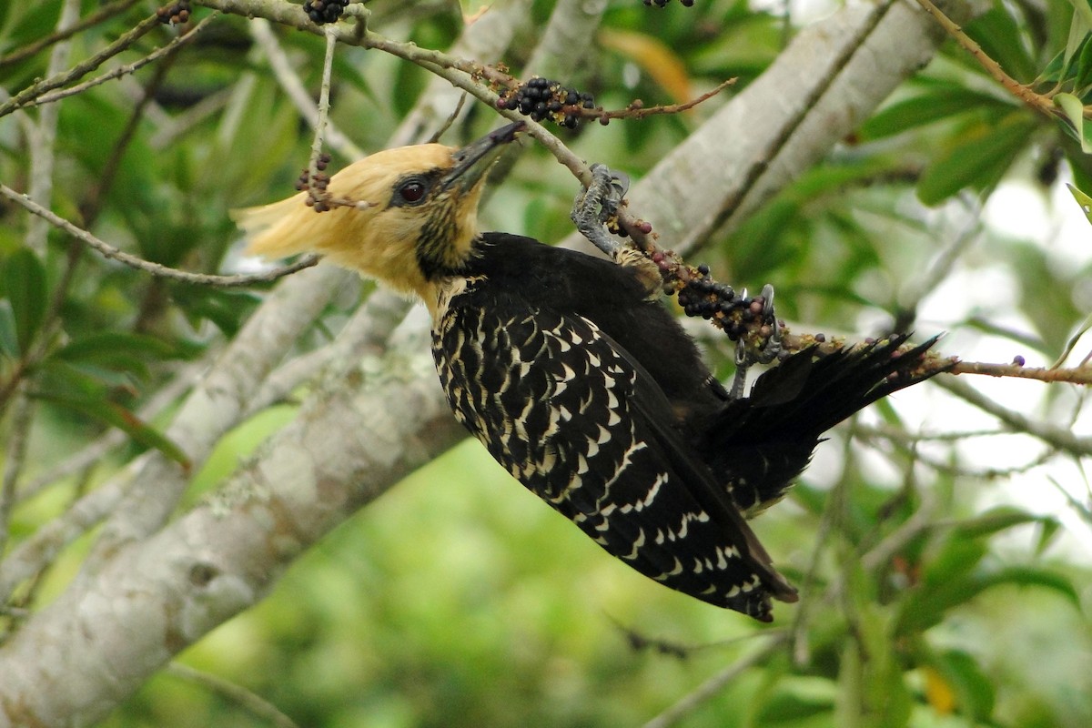Blond-crested Woodpecker - Carlos Otávio Gussoni