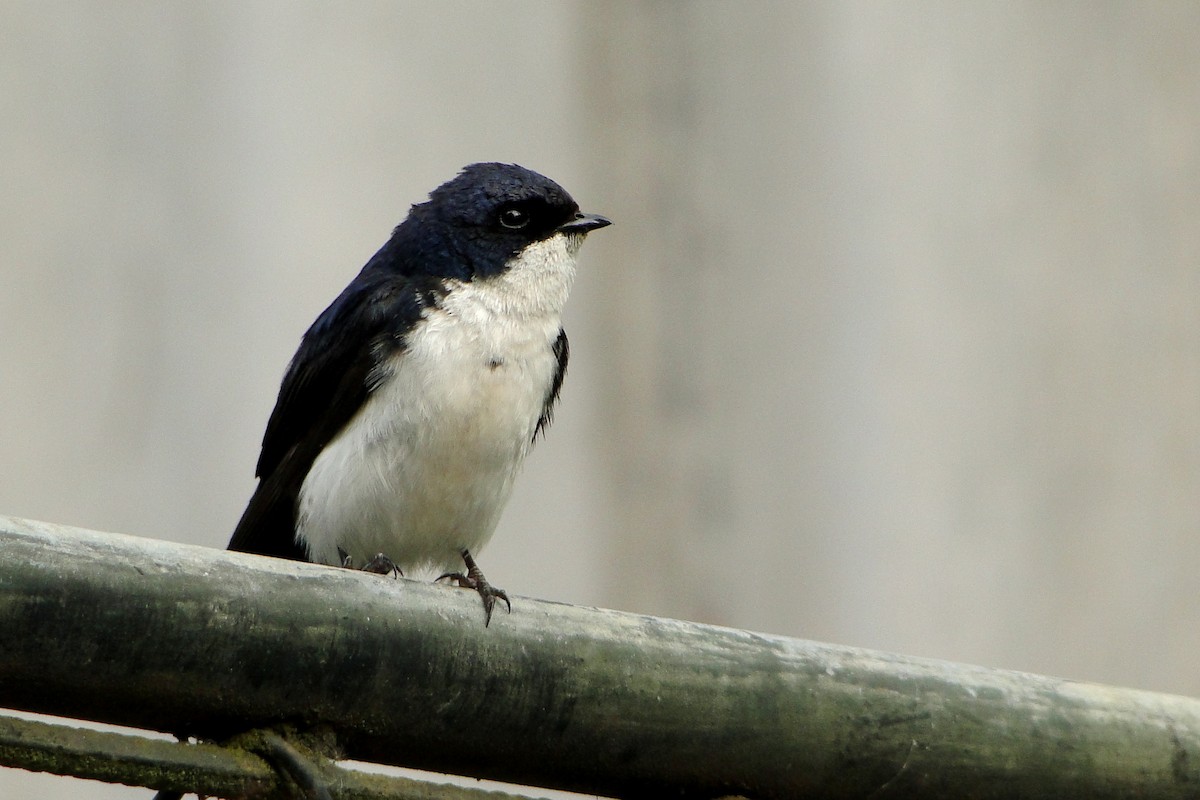Blue-and-white Swallow - Carlos Otávio Gussoni