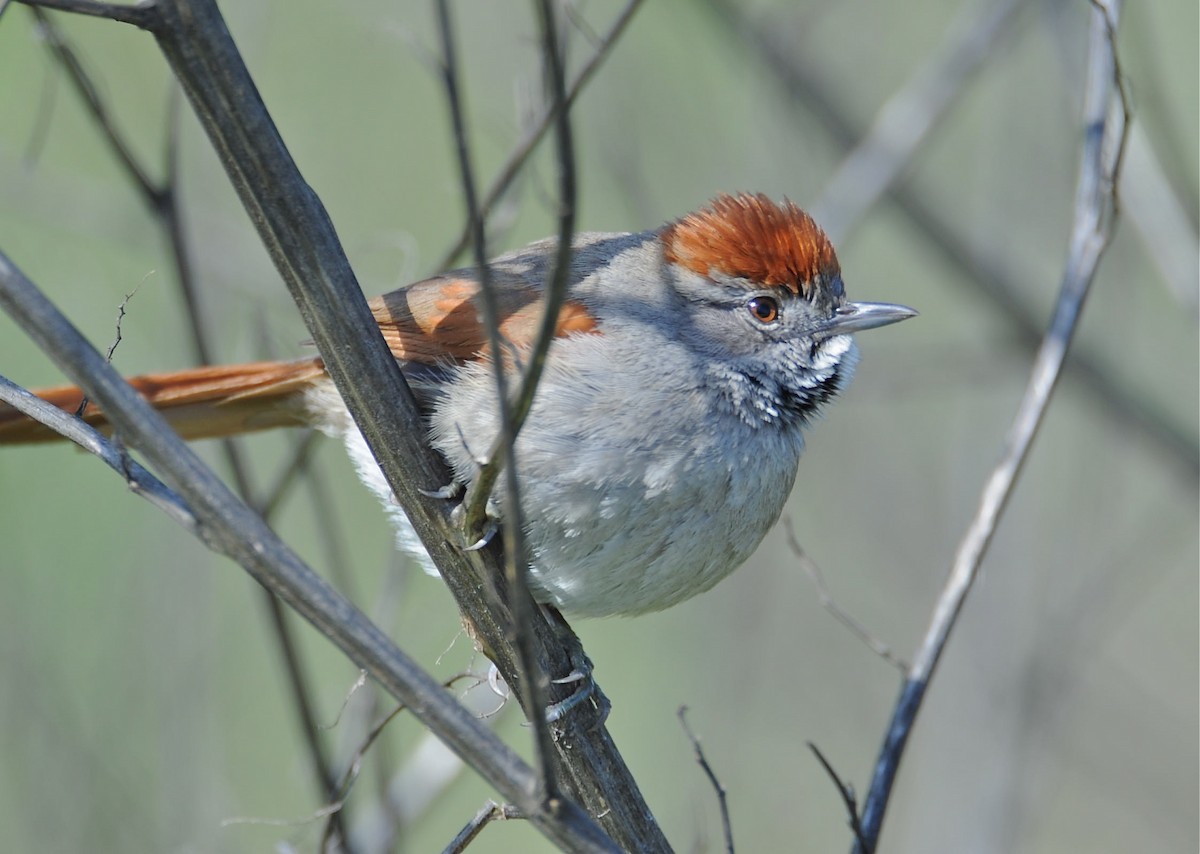 Sooty-fronted Spinetail - David Brassington