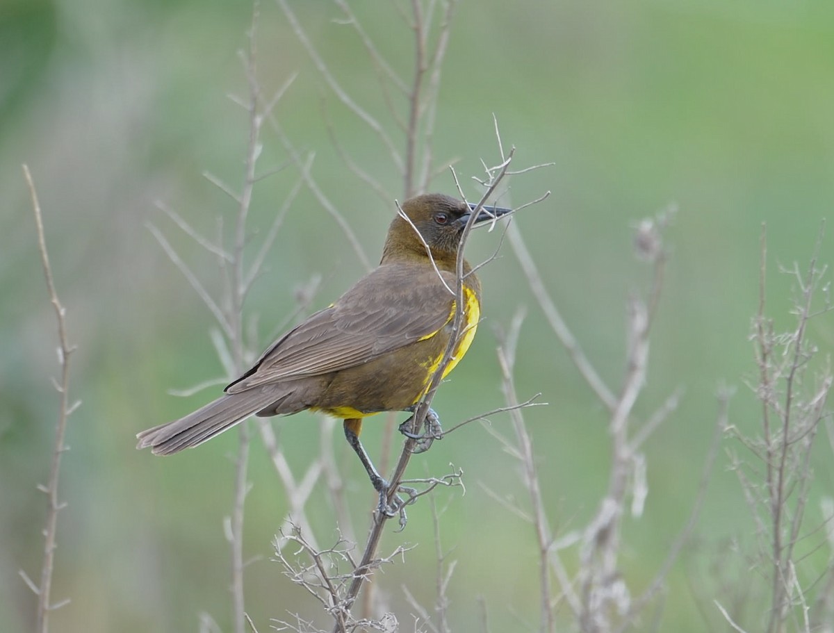 Brown-and-yellow Marshbird - David Brassington