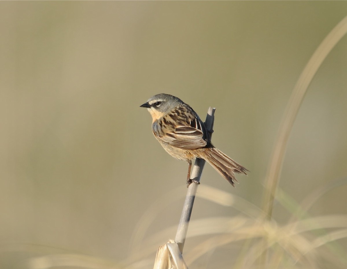 Long-tailed Reed Finch - David Brassington