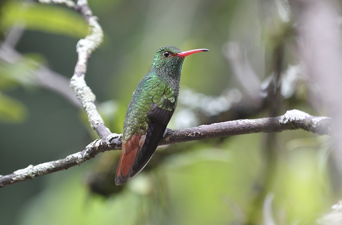 Rufous-tailed Hummingbird - David Brassington