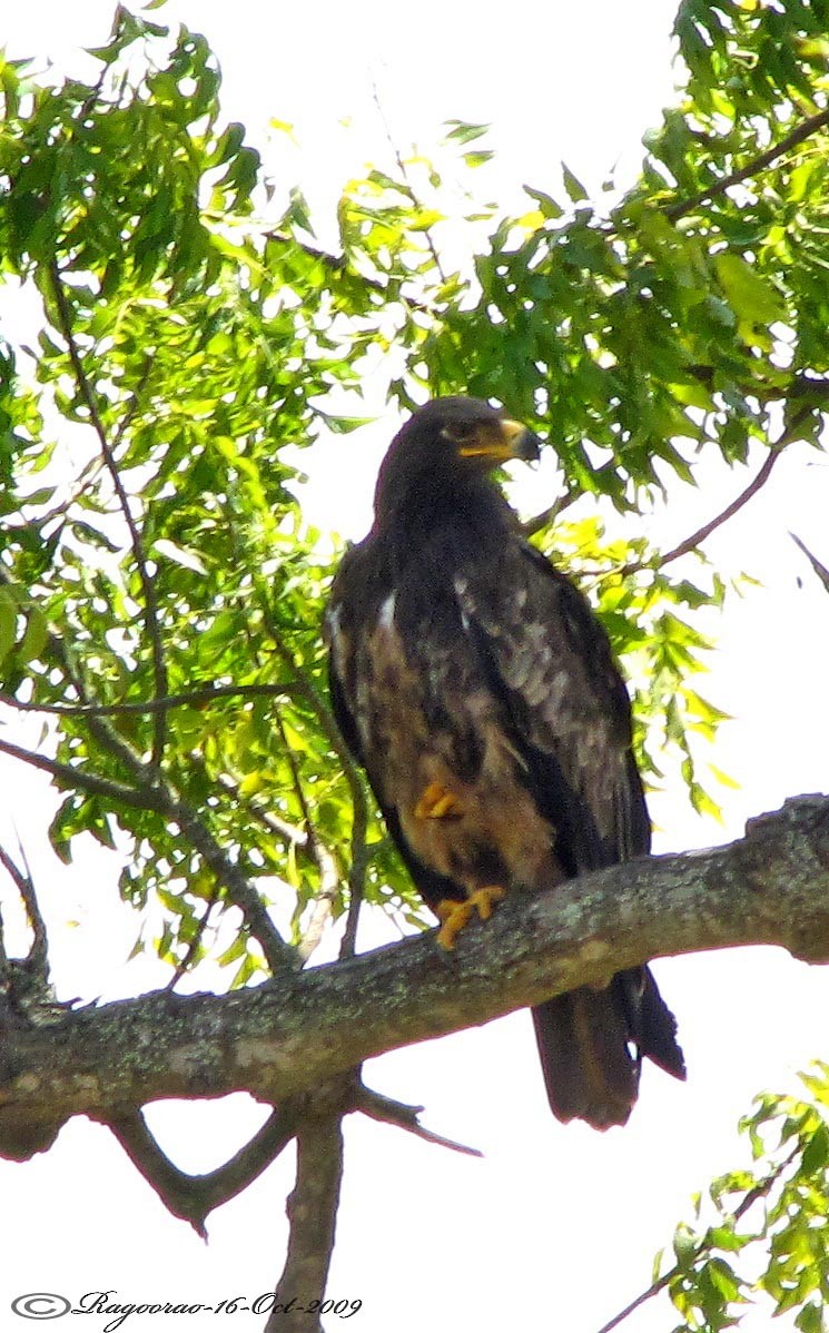 Greater Spotted Eagle - Ragoo  Rao