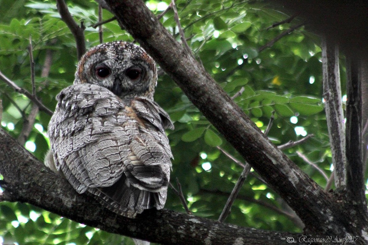 Mottled Wood-Owl - Ragoo  Rao