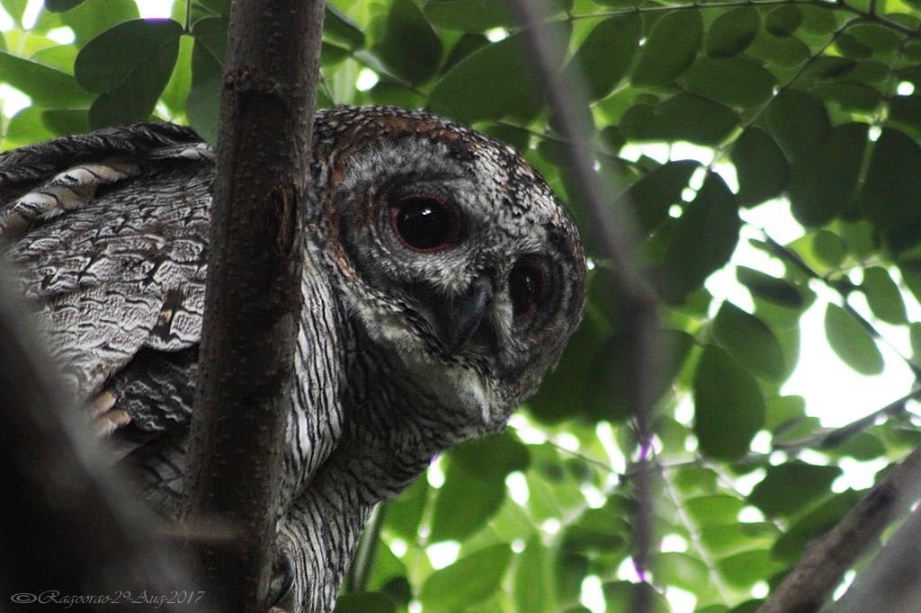 Mottled Wood-Owl - Ragoo  Rao
