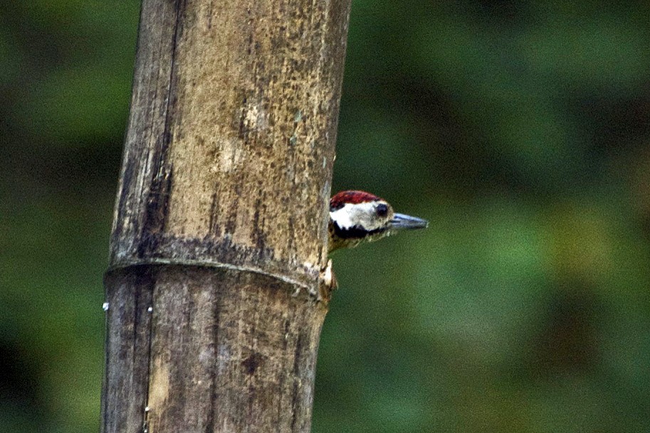 Stripe-breasted Woodpecker - Vijay Anand Ismavel