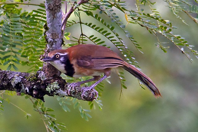 Lesser Necklaced Laughingthrush - Vijay Anand Ismavel