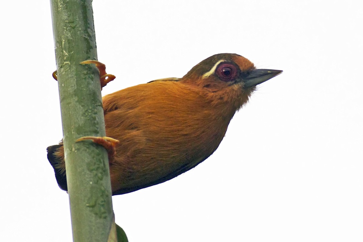 White-browed Piculet - ML205562681