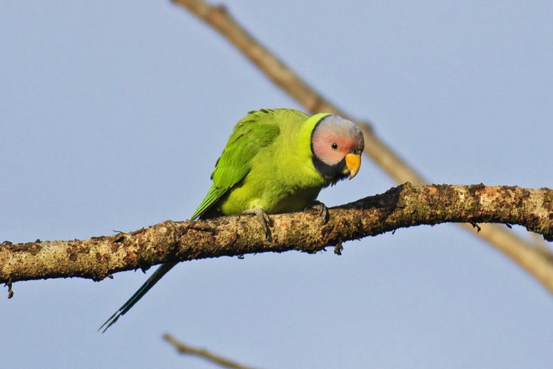 Blossom-headed Parakeet - Vijay Anand Ismavel