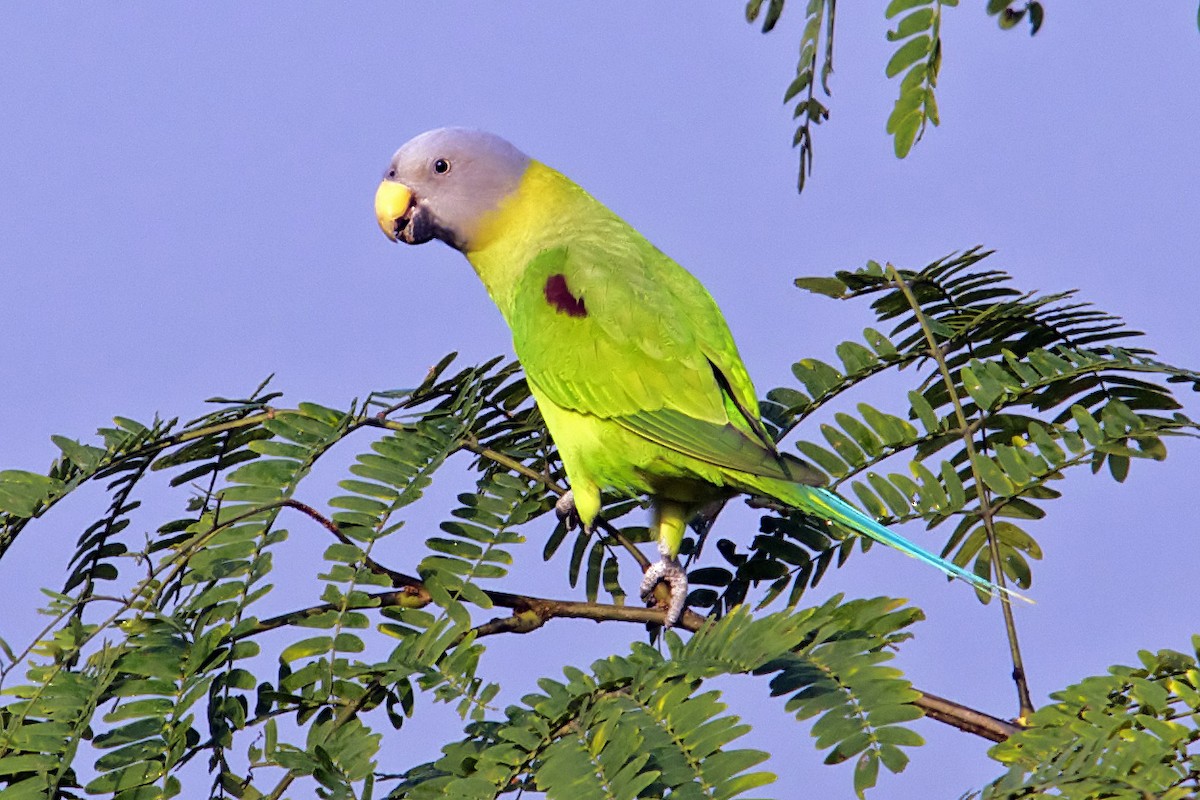 Blossom-headed Parakeet - ML205562711