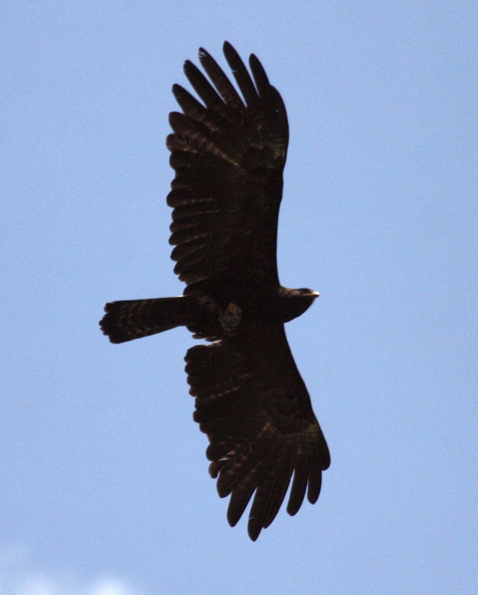 Black Eagle - Jugal Tiwari
