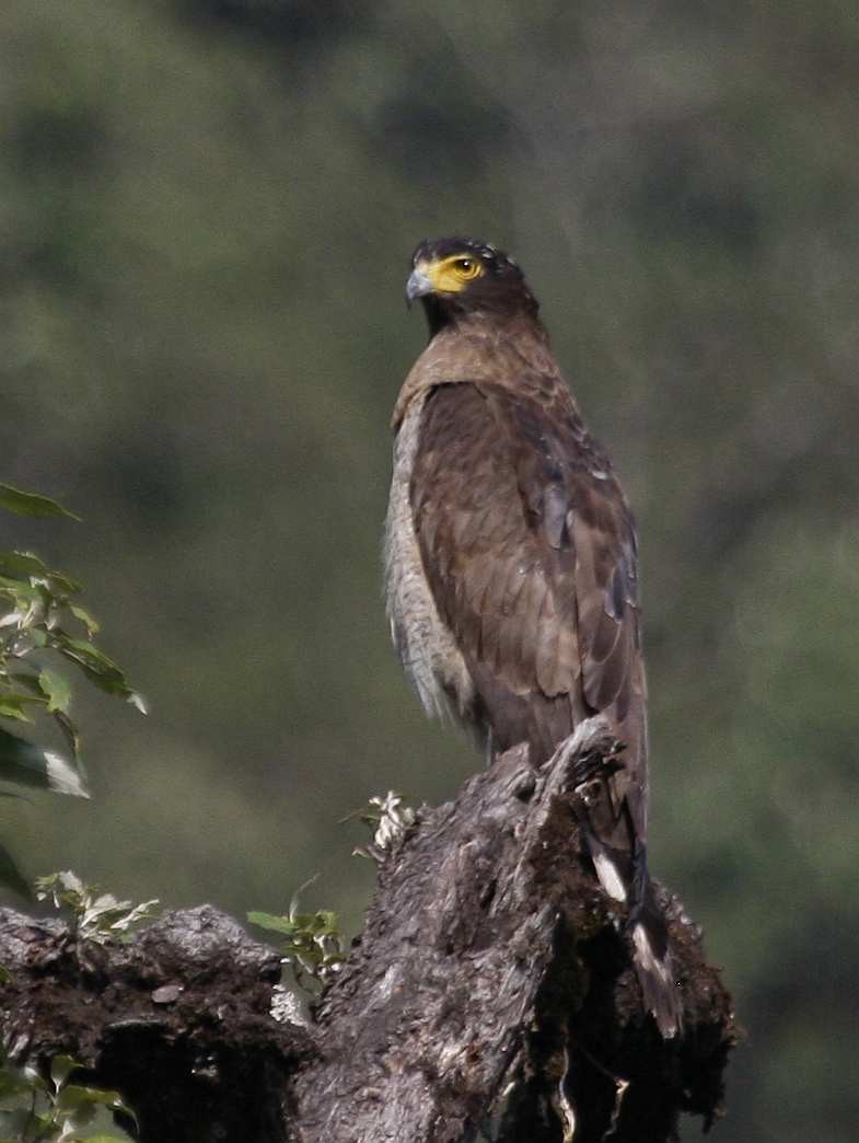 Crested Serpent-Eagle - ML205563071