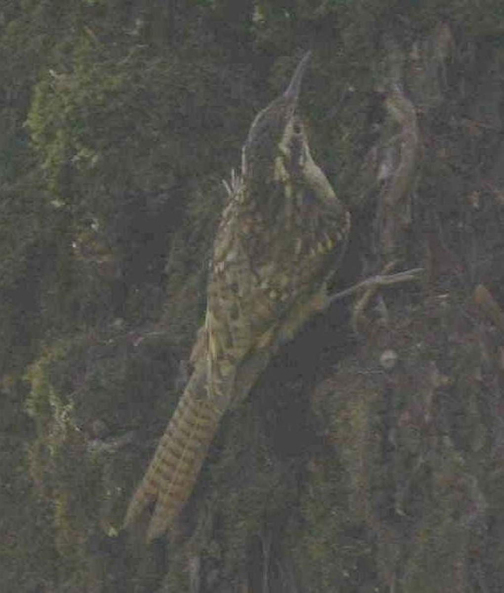 Bar-tailed Treecreeper - Jugal Tiwari