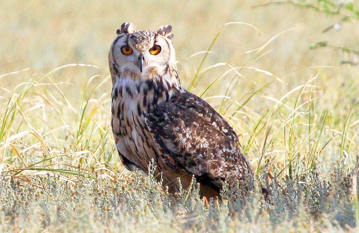 Rock Eagle-Owl - Jugal Tiwari