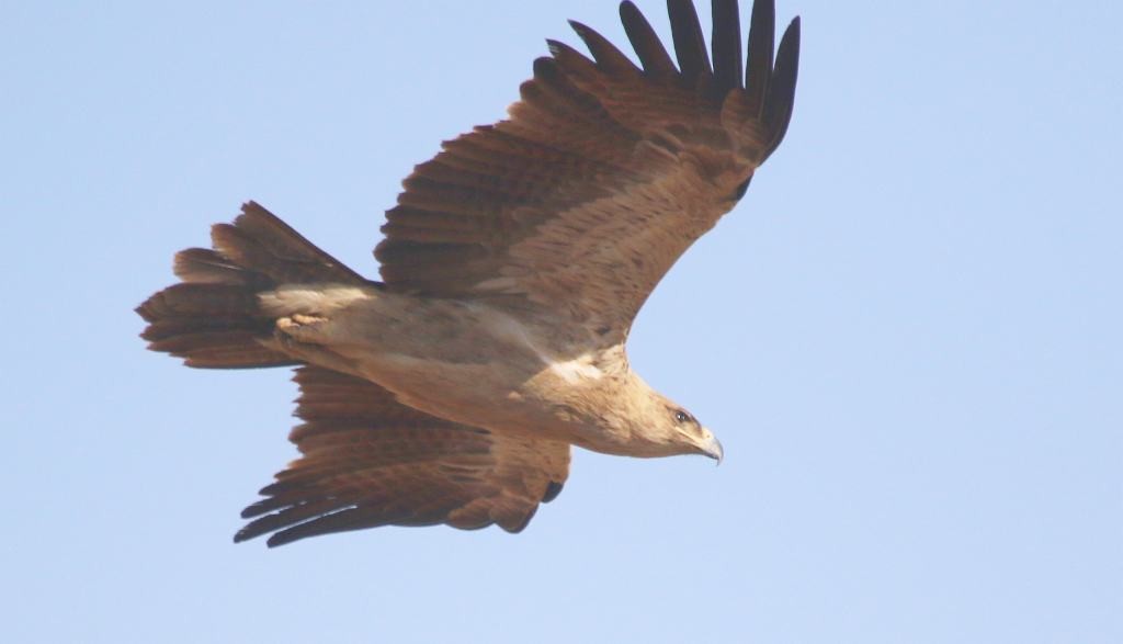 Tawny Eagle - Jugal Tiwari