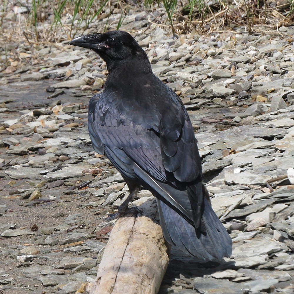 Common Raven - Gordon Johnston
