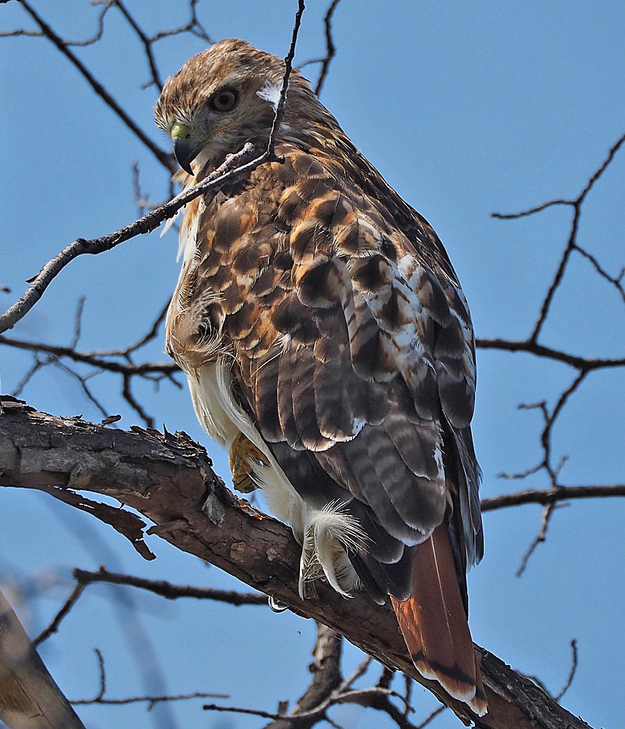Red-tailed Hawk (borealis) - Gordon Johnston