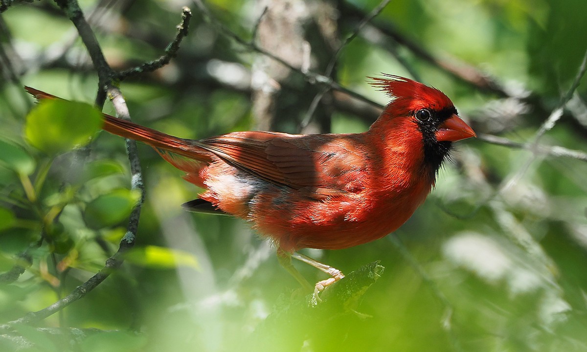 Northern Cardinal (Common) - Gordon Johnston
