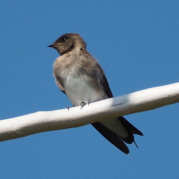Northern Rough-winged Swallow (Northern) - Gordon Johnston