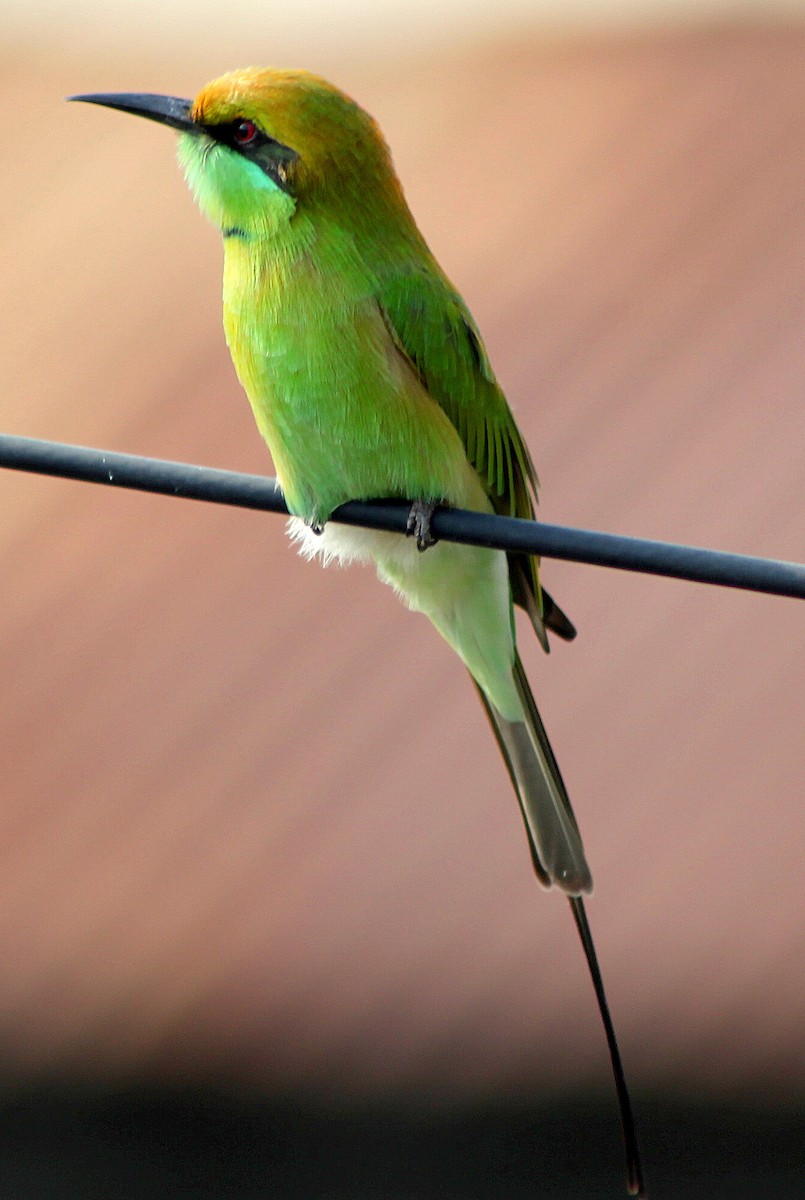 Asian Green Bee-eater - ML205564461