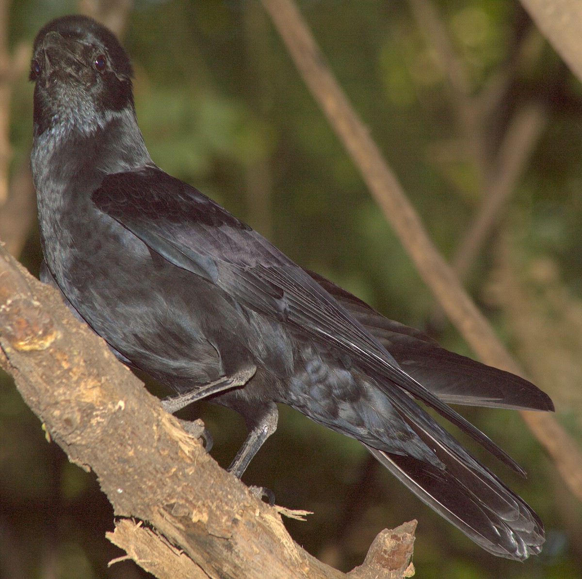 Large-billed Crow - jayant atrey
