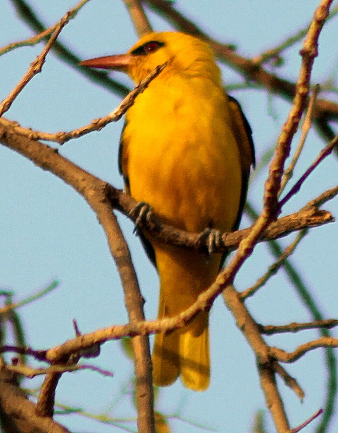 Indian Golden Oriole - ML205564551