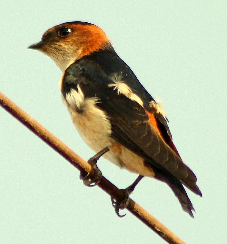 Red-rumped Swallow - ML205564791