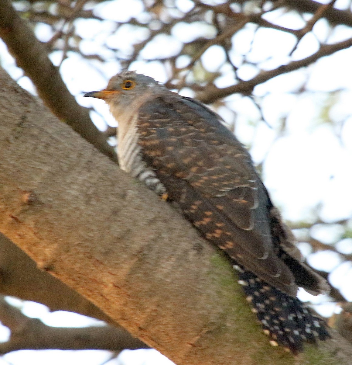Common Cuckoo - Jugal Tiwari
