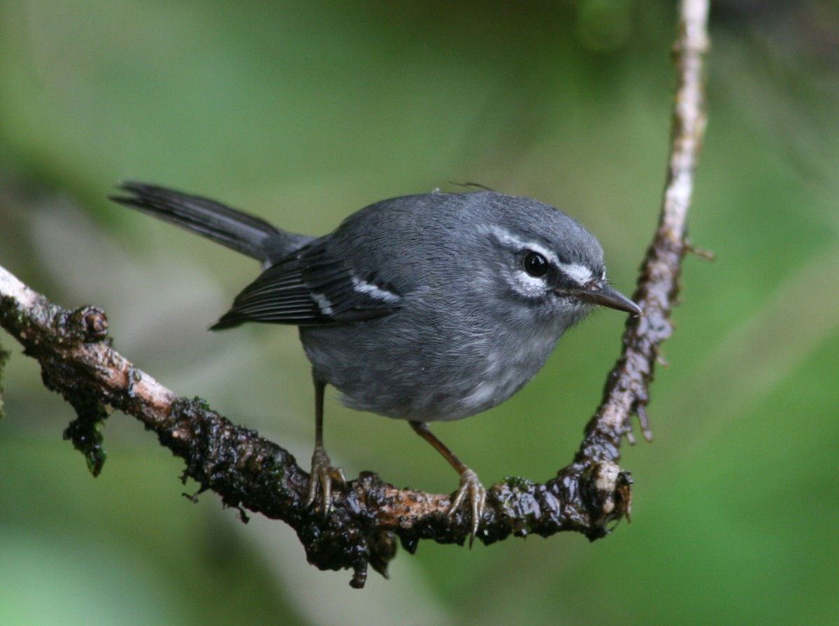 Plumbeous Warbler - Mark  Brown