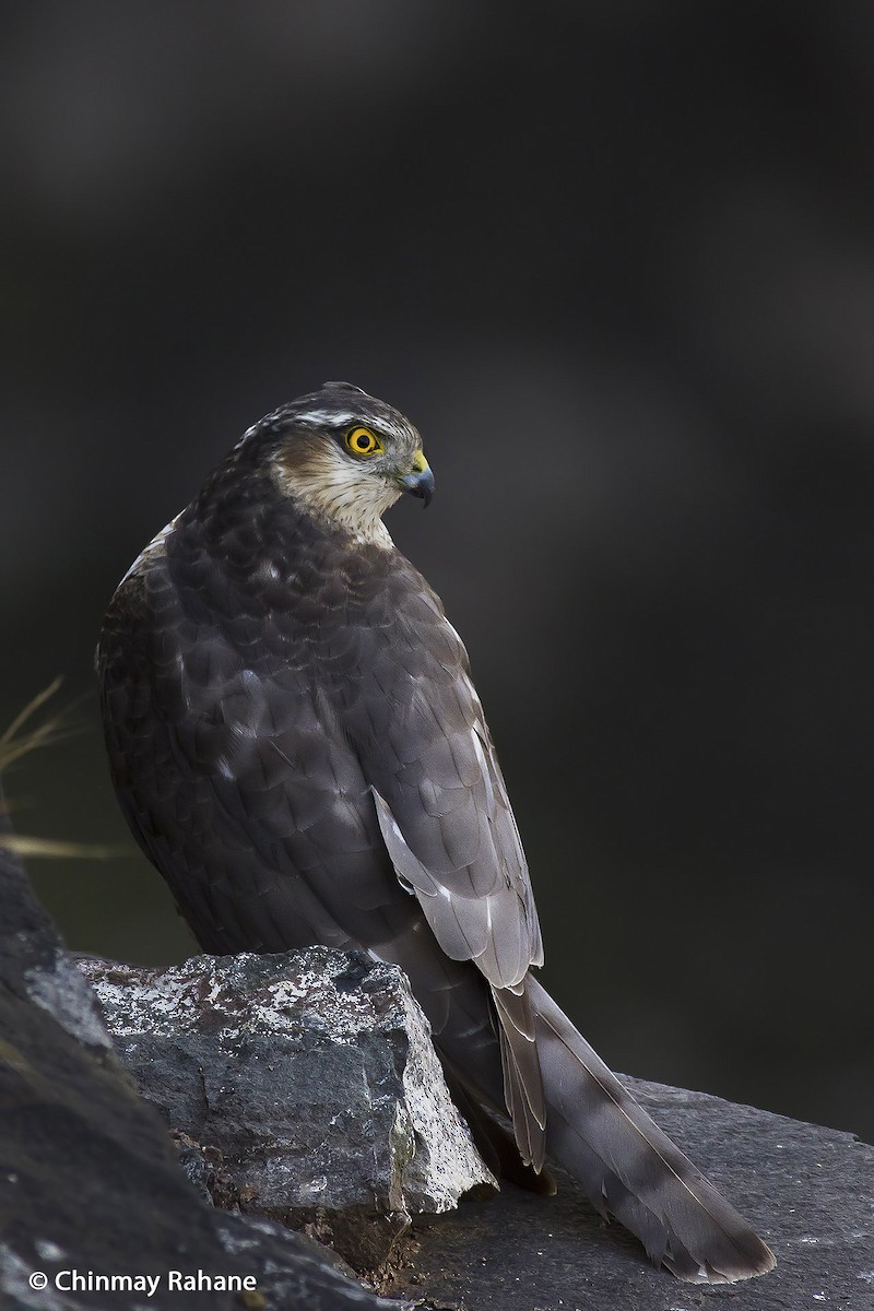 Eurasian Sparrowhawk - Chinmay Rahane