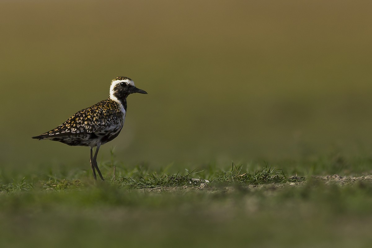 Pacific Golden-Plover - Chinmay Rahane