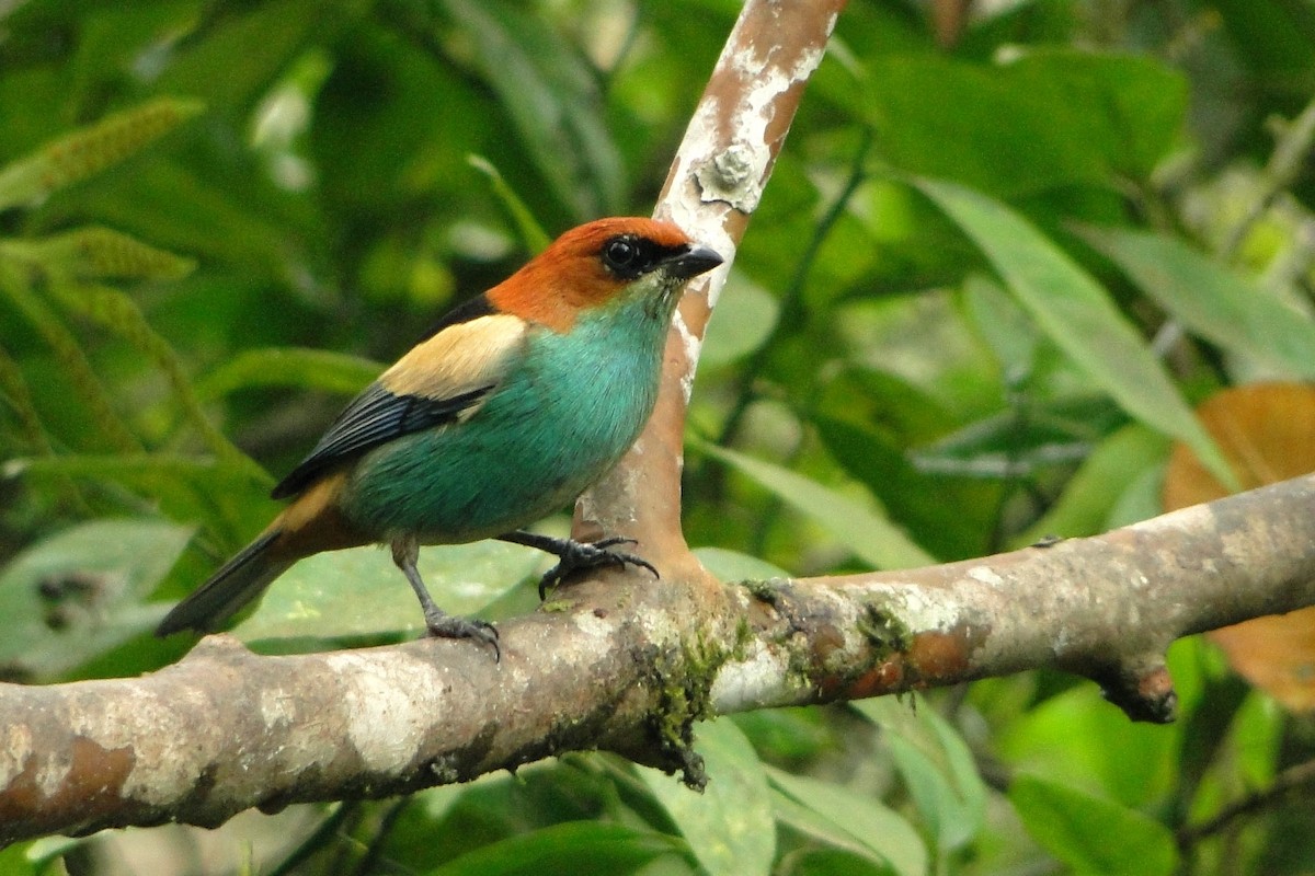 Black-backed Tanager - ML205566061