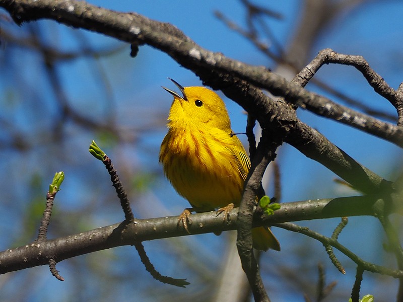 Yellow Warbler - Gordon Johnston