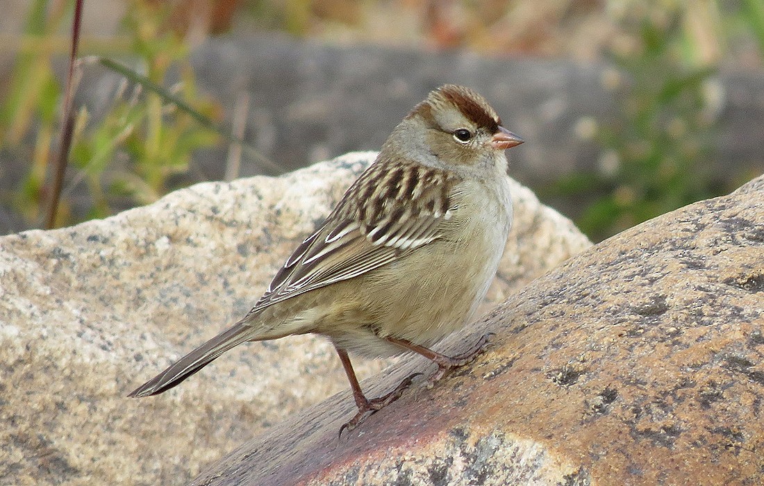 White-crowned Sparrow (leucophrys) - Gordon Johnston
