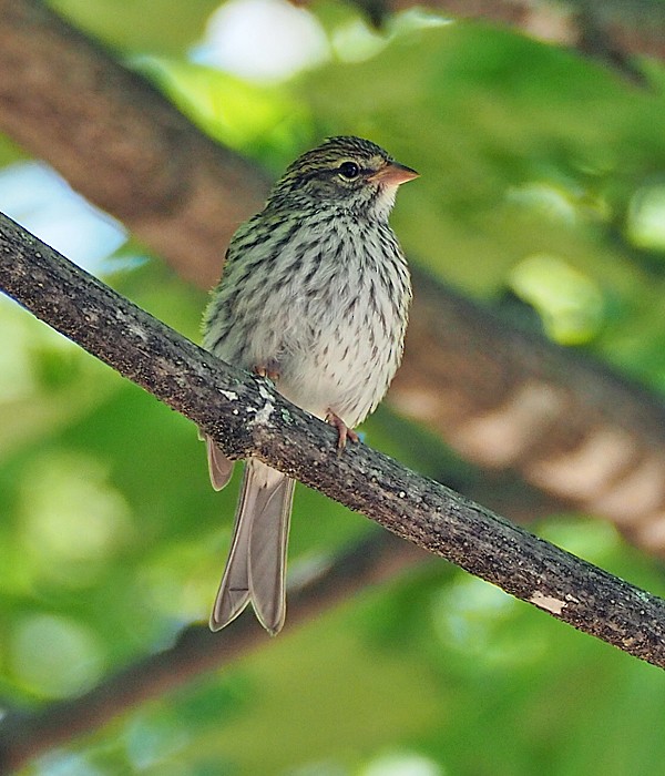 Chipping Sparrow - Gordon Johnston