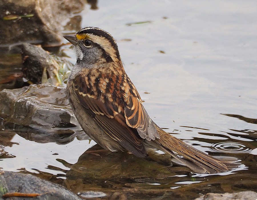 White-throated Sparrow - Gordon Johnston