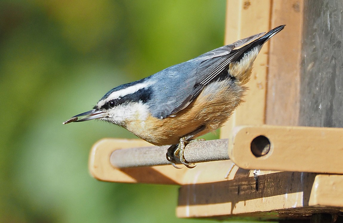 Red-breasted Nuthatch - Gordon Johnston