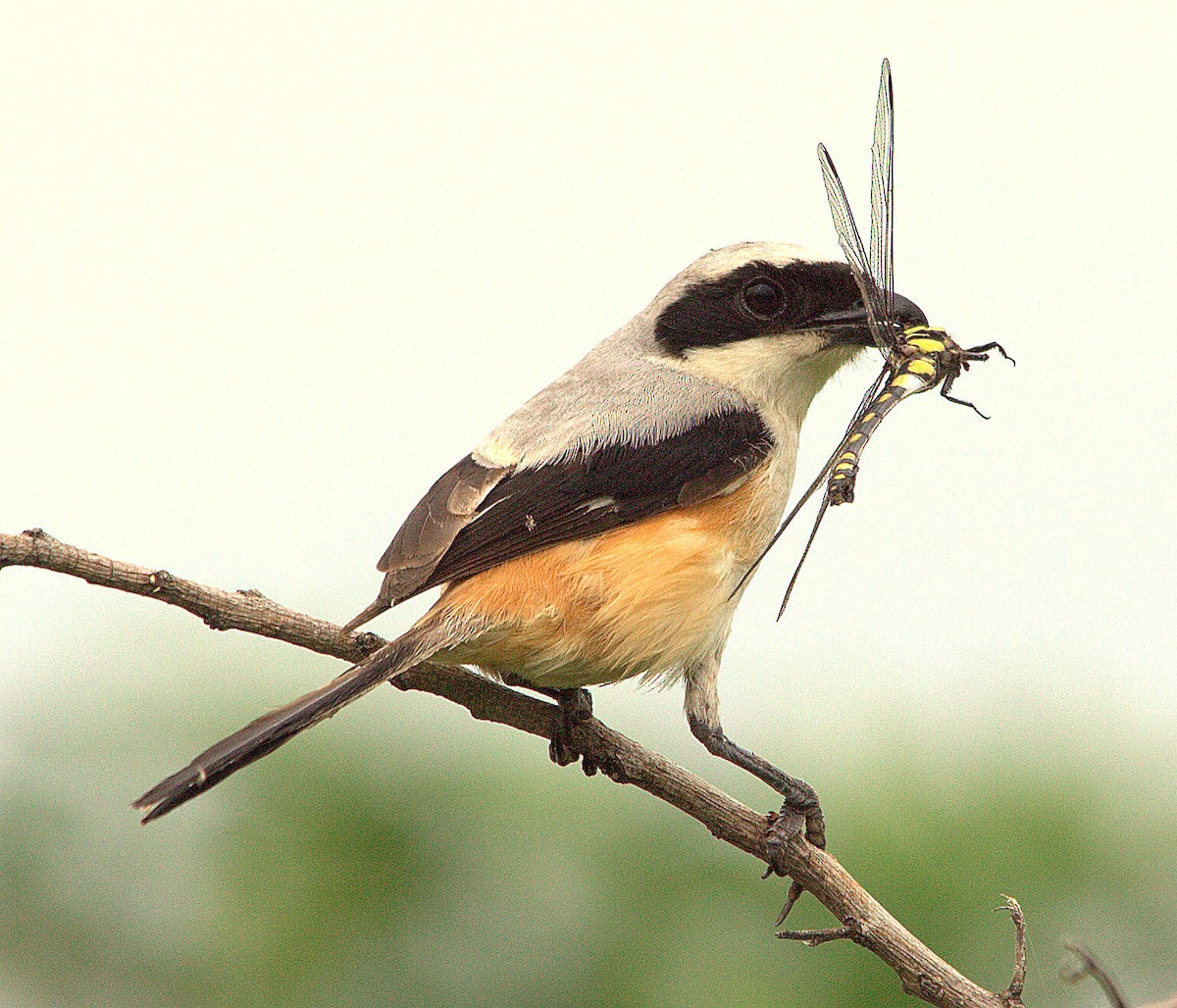 Long-tailed Shrike - jayant atrey