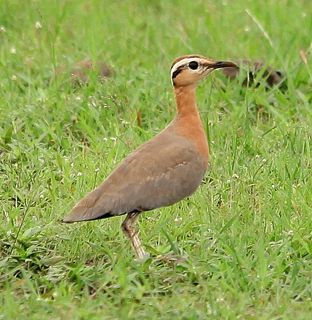 Indian Courser - ML205566861